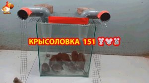 Крысоловка вариант (151) 🐀 Как сделать крысоловку своими руками и поймать кучу крыс 🐀🐁🐀