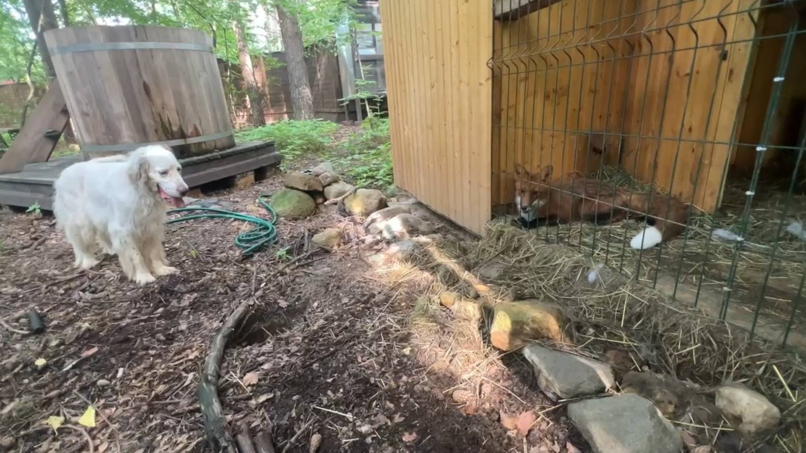 Лиса-Алиса. Общение Алисы и Игниса смотреть онлайн