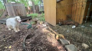 Лиса-Алиса. Общение Алисы и Игниса