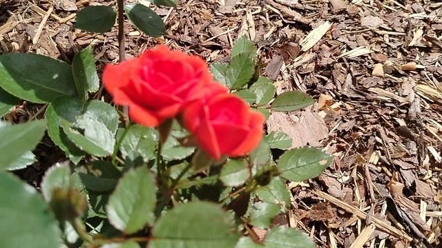 Морковная роза - случайная находка сюрприз 2025 смотреть онлайн