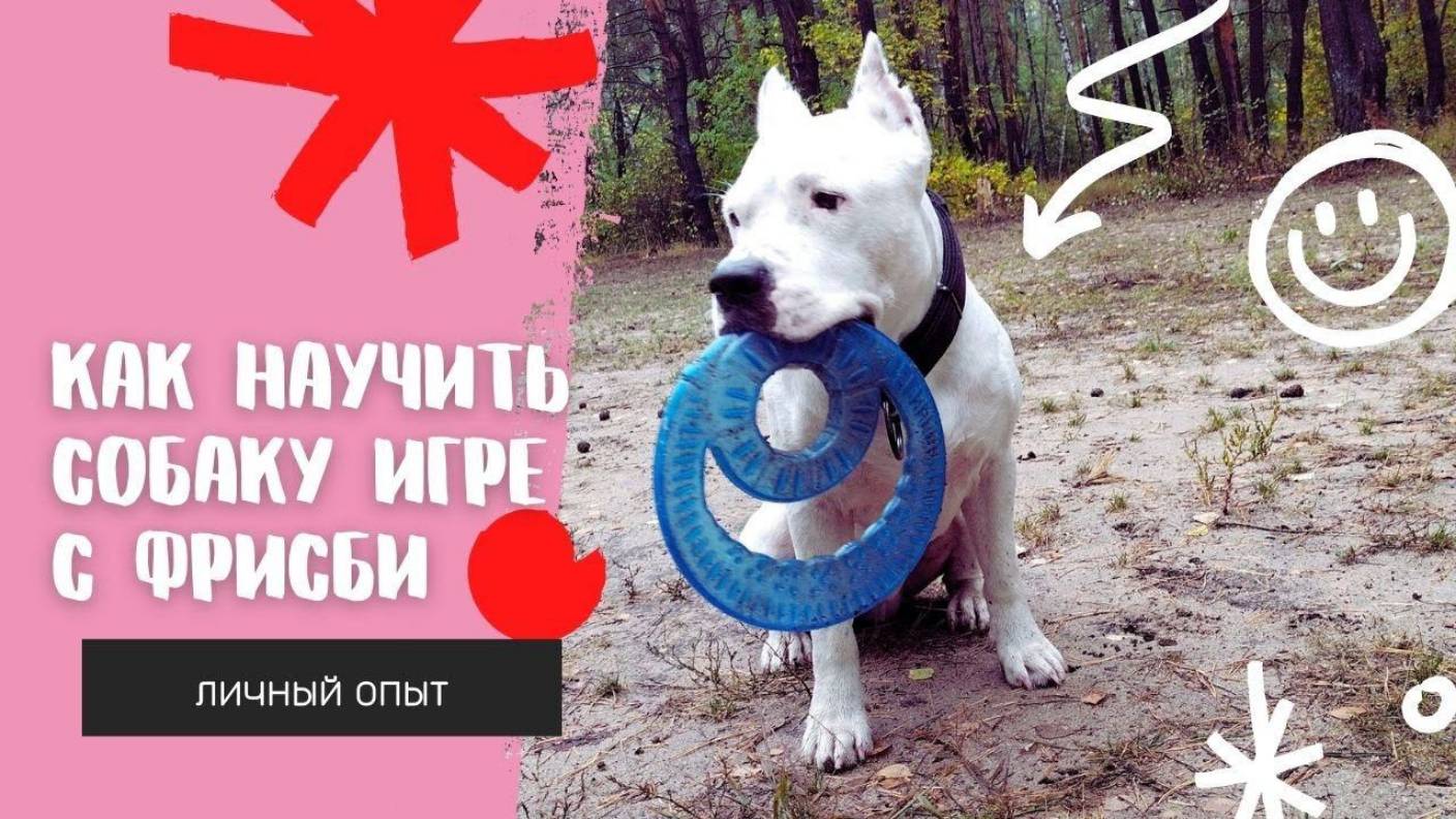 Как научить собаку игре с фрисби. Личный опыт