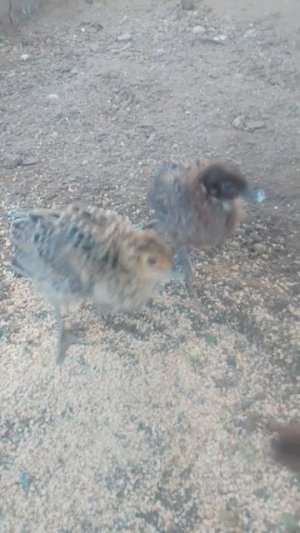 ФАЗАНЯТА ТРЁХ НЕДЕЛЬНЫЕ