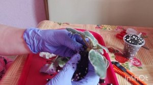 Моя фиалка повесила листочки. Как поступить?