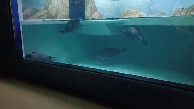 нерпы в Москвариуме .mp4