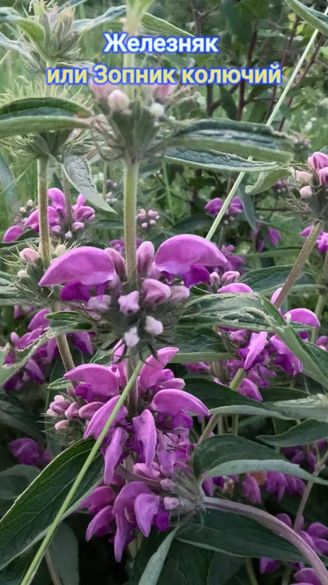 Железняк или Зопник колючий