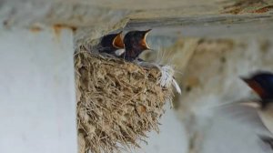 Михаил Муромов. Ласточки.