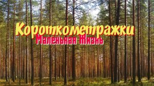 В поисках Барского дома. Заброшенный Мир.