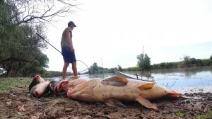 ВО ПРЁТ, ДИКИЙ САЗАН НА БУТЫЛКУ. РЫБАЛКА НА ЗАКИДУШКИ. Ловля на макуху. Рыбалка на сазана.