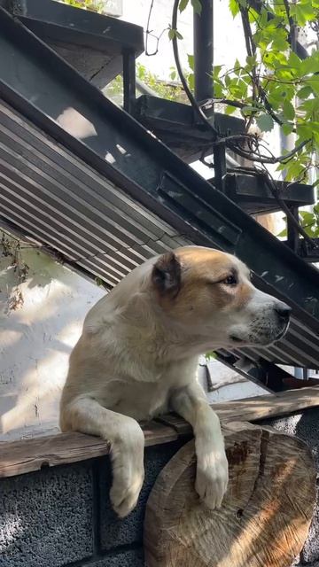 Армения, Ереван, гостиница отель Мастерс Хаус Дайан, собака сторож, животные