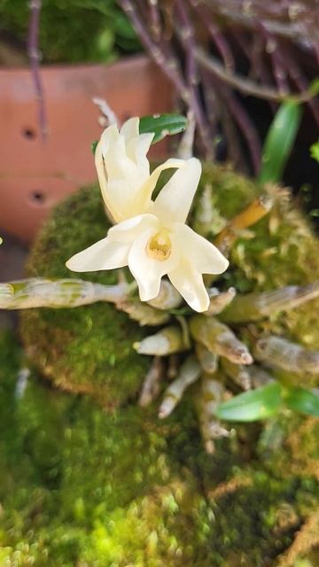 Цвіте мох, цвіте і Дендробіум та дуже пахне. Dendrobium monilifo смотреть онлайн