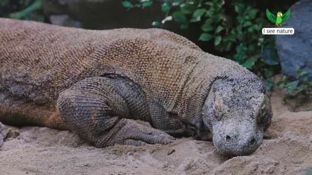 Ядовиты ли ящерицы? смотреть онлайн