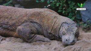 Ядовиты ли ящерицы?