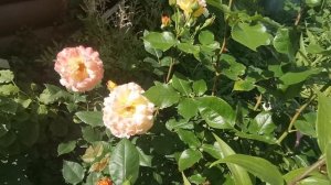 Лето пришло! Дождям конец?