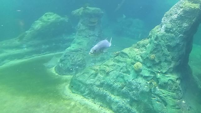 Afrykarium Wrocław смотреть онлайн