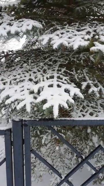 Голубая ель🌲 смотреть онлайн