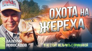 Ловля жереха на воблер: Тактика и Секреты для поимки Крупной Рыбы