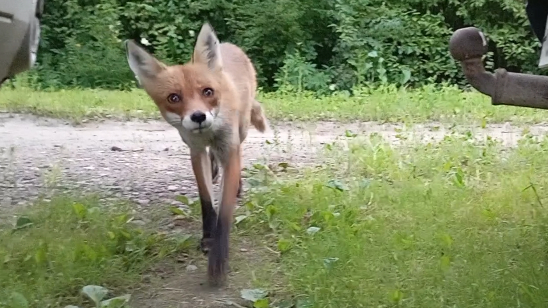 (1069) Лиса приходит в гости. Июль 2025 смотреть онлайн