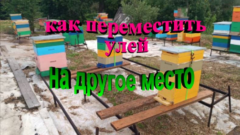 Как переместить улей на своей пасеке на другое место смотреть онлайн