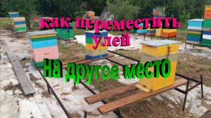 Как переместить улей на своей пасеке на другое место