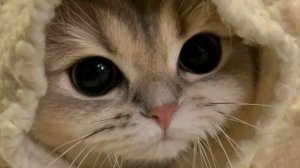 Танцую уиа 2 минуты (без звука)