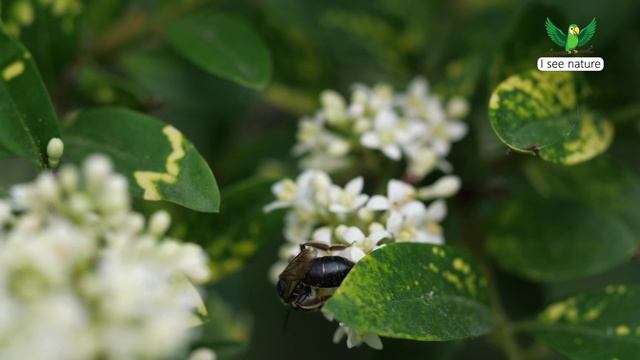 Почему пчела становится царицей? смотреть онлайн