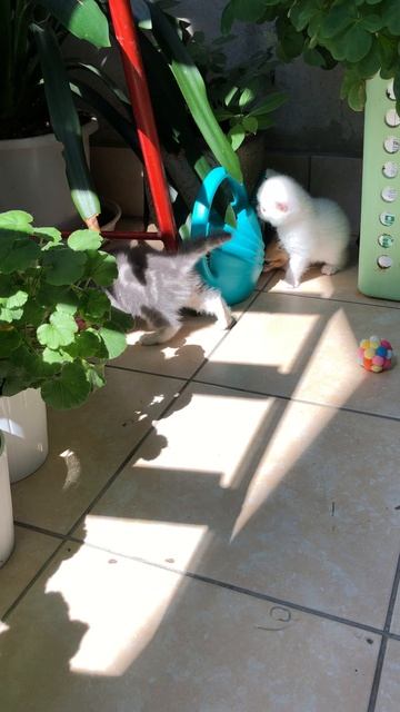 Котятам кошки Кайли 1 месяц. Они гуляют на балконе.