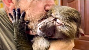 Какой же все таки Степка ДОБРЫЙ И ХОРОШИЙ, хотя это вообще не свойственно самцу гамадрил!