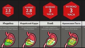 Сколько Переваривается ___?