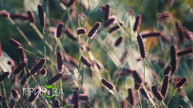 Кровохлебка, Sanguisorba смотреть онлайн