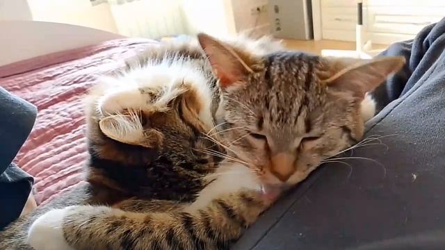 Запретная Любовь... смотреть онлайн