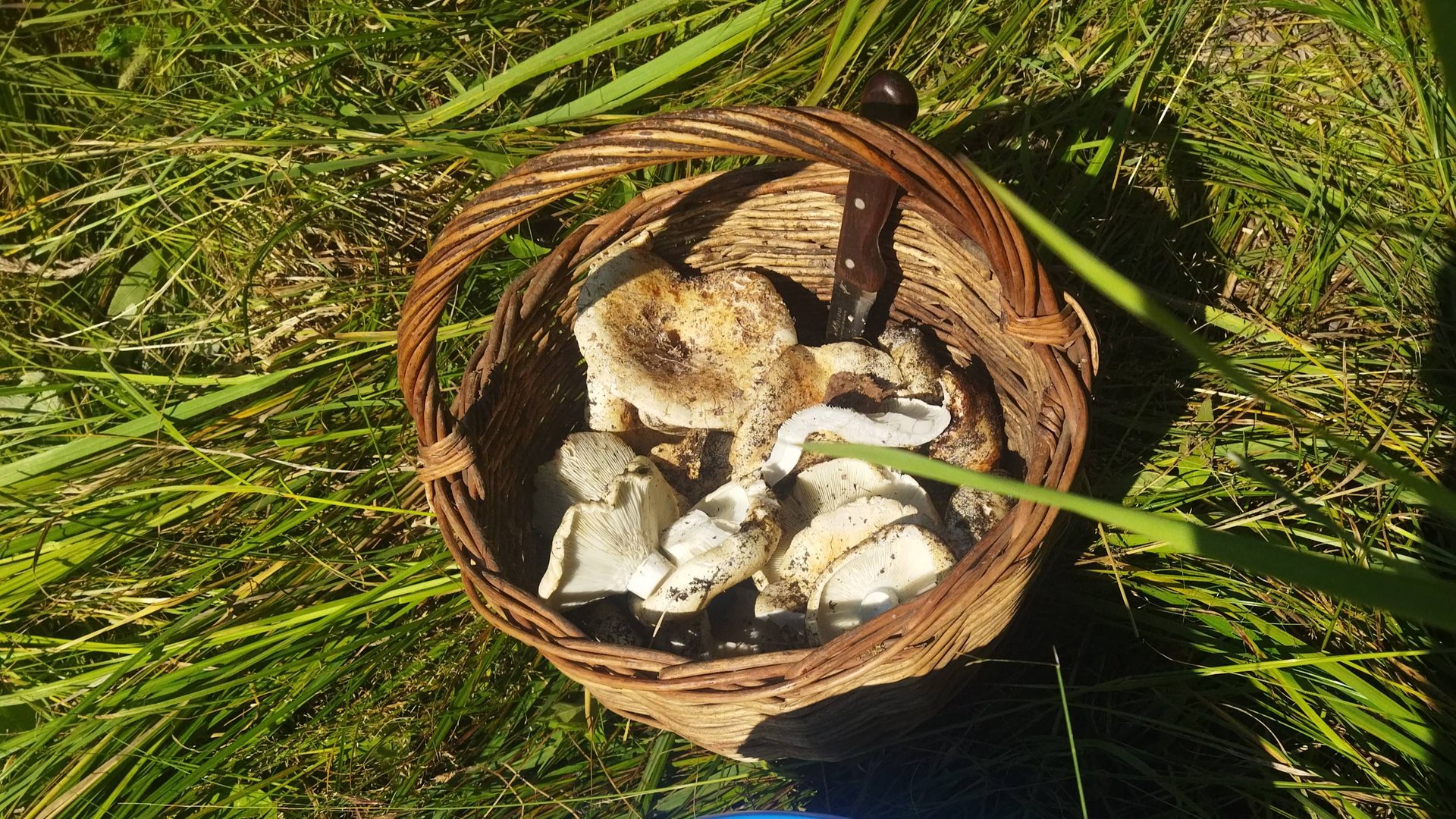 СОБИРАЕМ ГРУЗДИ смотреть онлайн