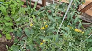 Зачем высадила в холод ТОМАТЫ и ПЕРЕЦ Заморозки каждый день.САМЫЕ ВЫНОСЛИВЫЕ сорта