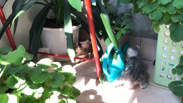 Котятам кошки Кайли 1 месяц. Они гуляют на балконе.