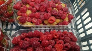 МАЛИНА РЕМОНТАНТНАЯ, срезали под ноль, сорт #Джоан_джей #желтый_гигант на второй волне #малинаягода