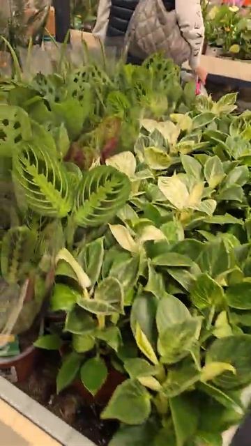 Лондон. Цветы. Свежий привоз. Лиственные. Орхидеи. B&Q.Lo смотреть онлайн