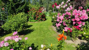 Просто красиво. Делюсь красотой. Ленинградская область. Часть 2.