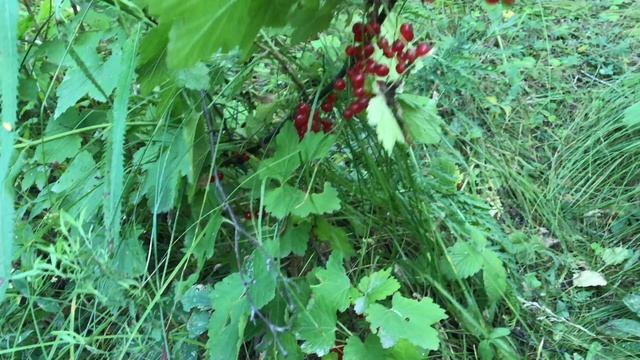 Начинаю лечение малины. Продолжаю борьбу с муравьями и обстригаю ромашки смотреть онлайн