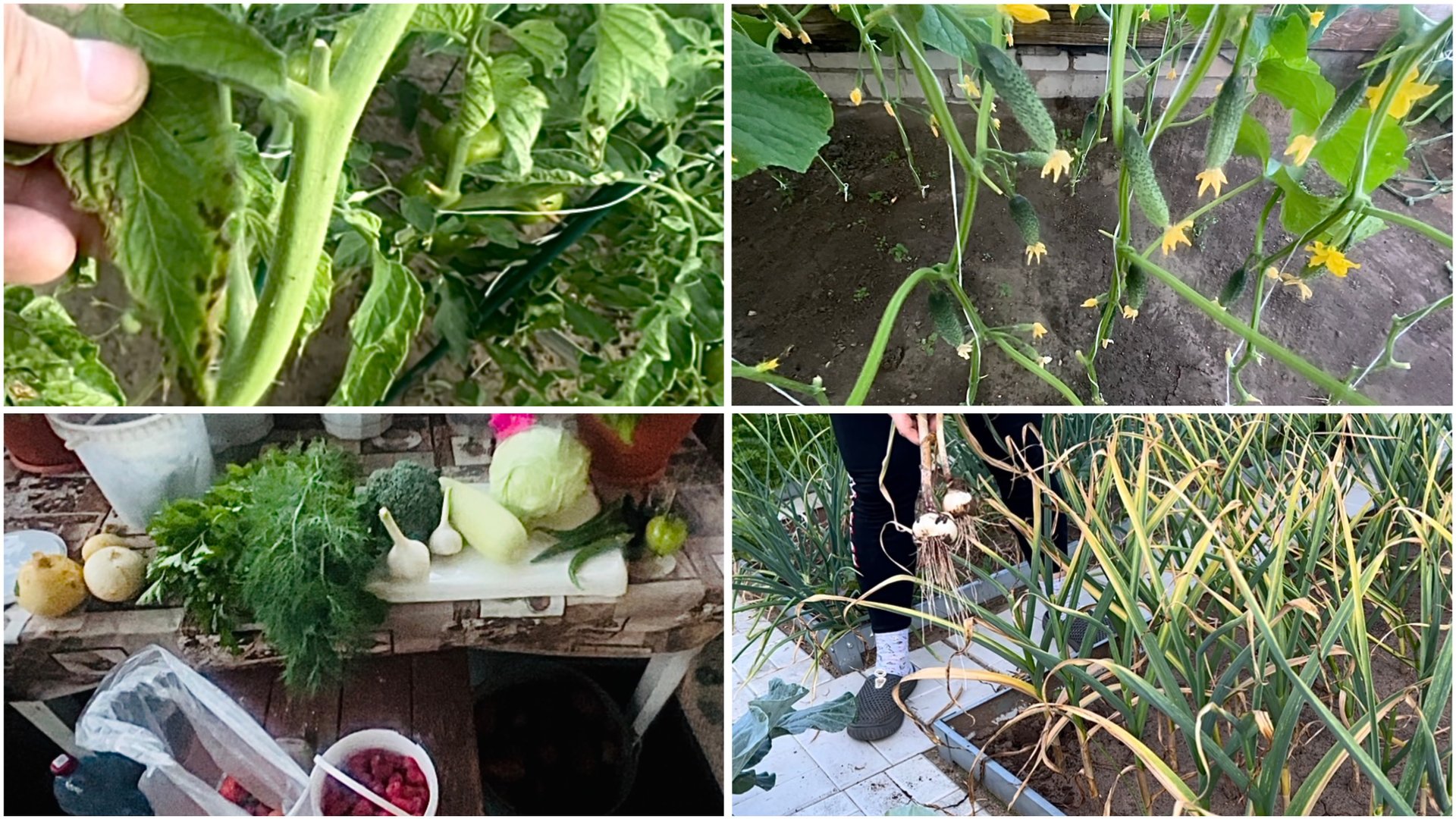 15 июля. Часть 2. Обзор огорода. Фитофтора? Нечего собирать смотреть онлайн