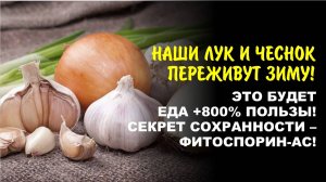 Прощай, гниль и плесень! Как спасти лук и чеснок до весны с биотехнологией АС-35. Еда +800% пользы.