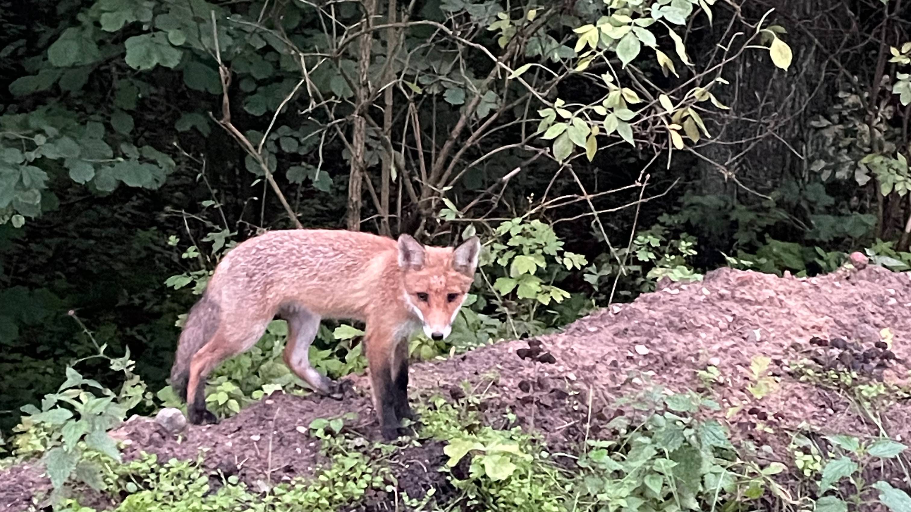 Гродно,Озерный,Коробчицы 2025 Июль смотреть онлайн