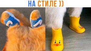 СТИЛЬНАЯ ОБУВЬ НА ЛЕТО ))) Приколы с котами | Мемозг 1636