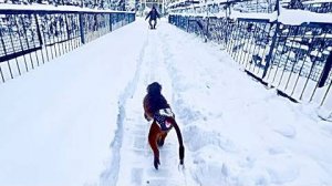 Мы с Люськой еле дождались пока Влад покушает и услышав голос папы Люся рванула к нему по снегу)))