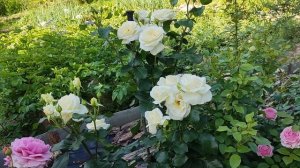 Цветение роз. Шнеевальзер плетистая роза.