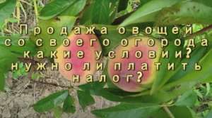 Продажа овощей со своего огорода