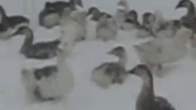 Снежные гуси