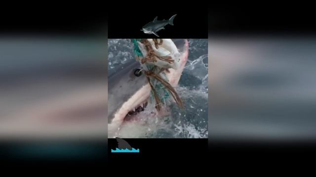 Удивительные животные / Подборка / Лучшее 2022 смотреть онлайн