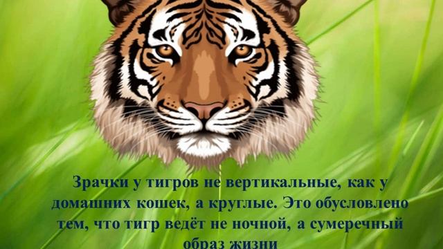 Полосатое совершенство