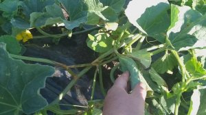 Дыня 1,5 месяца от посадки в Нижегородской области