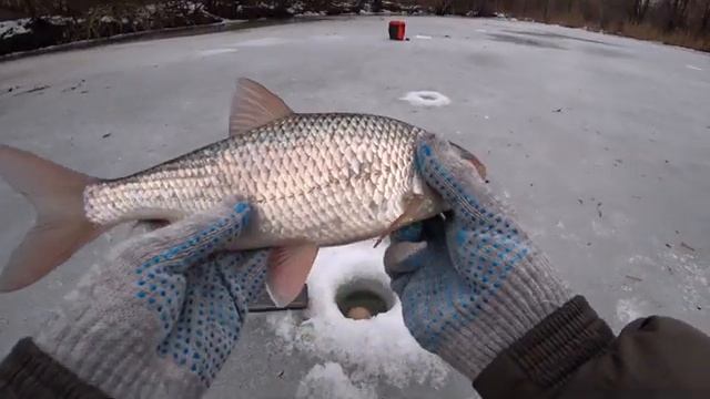 Рыбалка на лесном озере смотреть онлайн