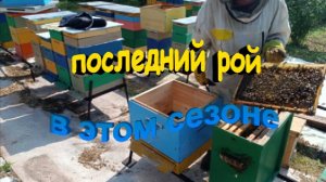 Пересаживаю последний пойманный рой в этом сезоне
